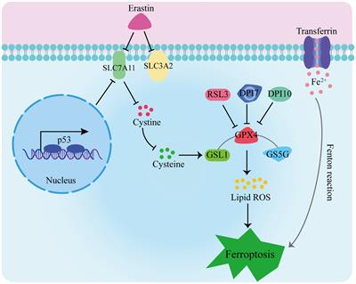 Role of mitochondria in the regulation of ferroptosis and disease